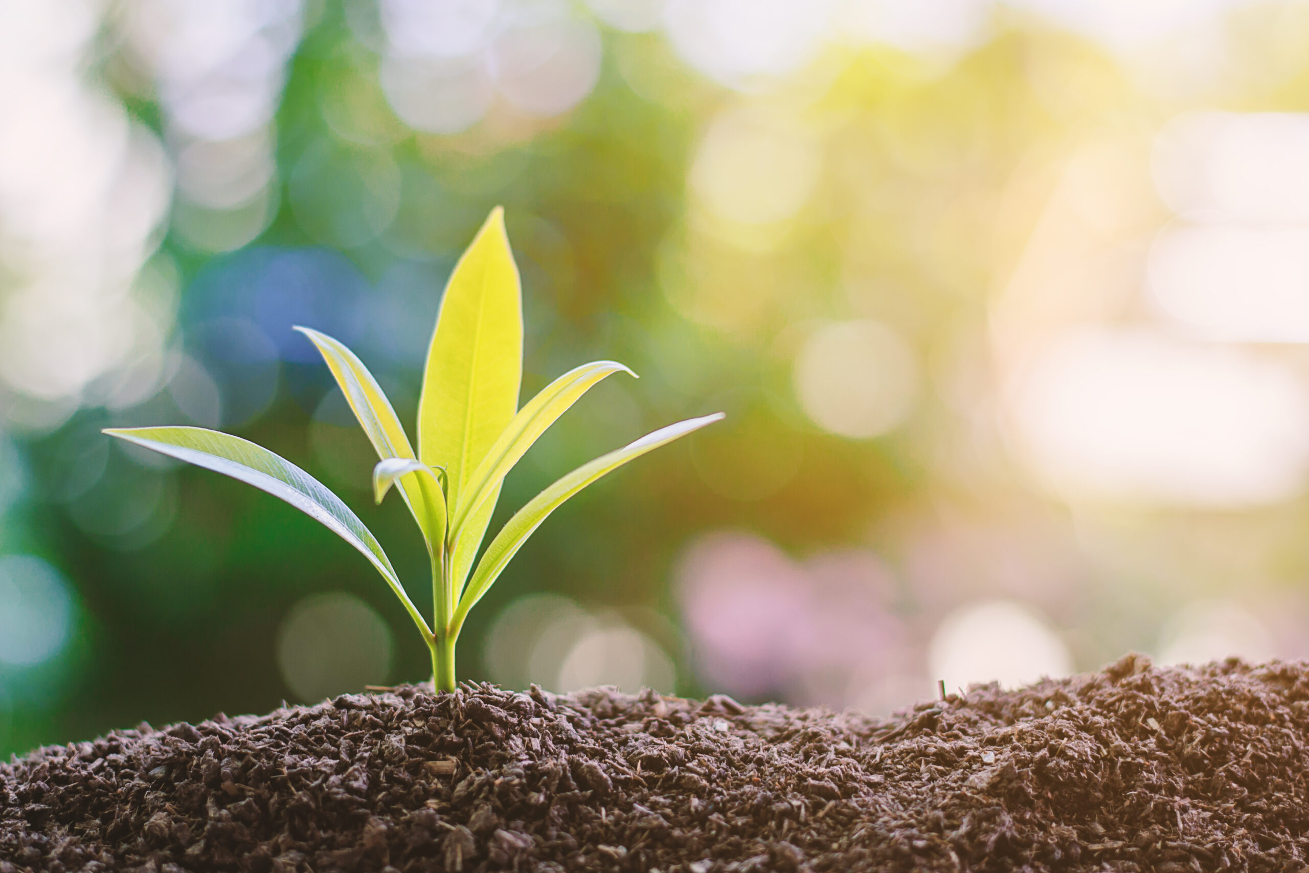 Plant growing from soil against blurred green natural background with copy space for nature and environment concept