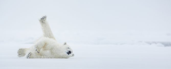 White polar bear lying on snow with one paw raised toward the camera.