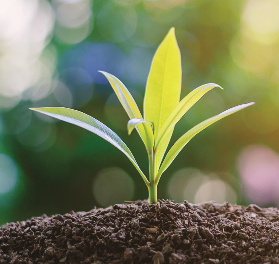 Young plant seedling with bright green leaves emerging from moist soil in natural sunlight.